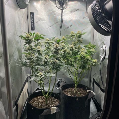 Hella jelly x NL#2 growlog timeline photo