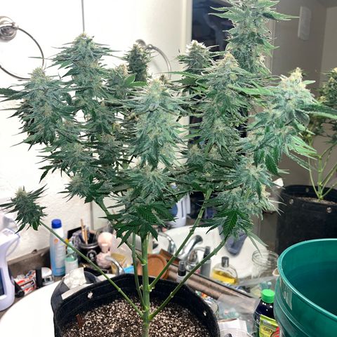 Kings Juice x Nl#2 growlog timeline photo