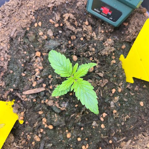 STRAWBERRY COUGH growlog timeline photo