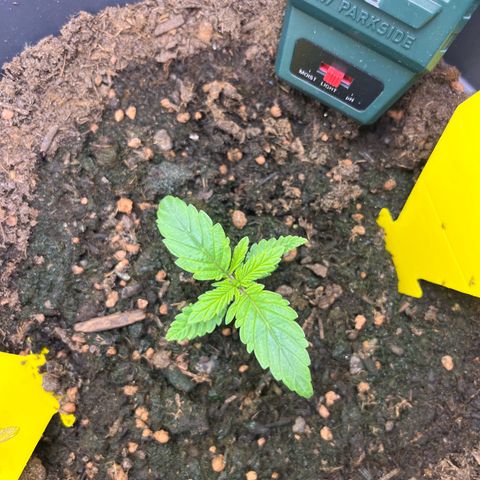 STRAWBERRY COUGH growlog timeline photo