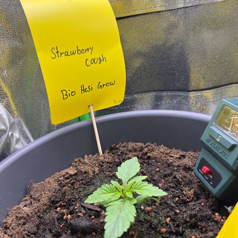 STRAWBERRY COUGH growlog timeline photo