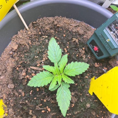 STRAWBERRY COUGH growlog photo: Sie wird jeden tag Größer 