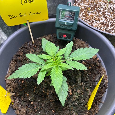 STRAWBERRY COUGH growlog timeline photo
