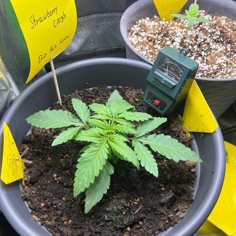 STRAWBERRY COUGH growlog timeline photo