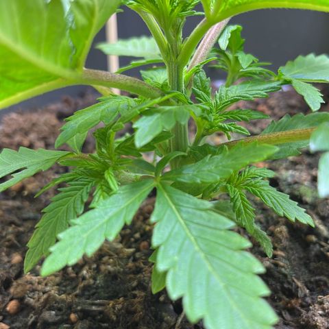 STRAWBERRY COUGH growlog timeline photo