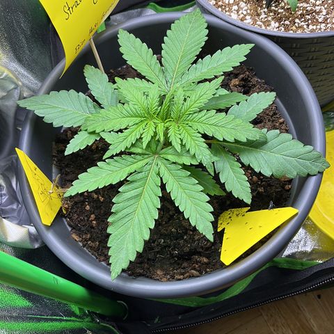 STRAWBERRY COUGH growlog timeline photo