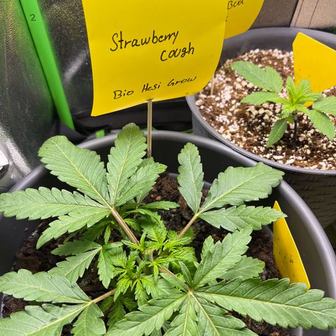 STRAWBERRY COUGH growlog photo: Heute das erste mal getoppt 