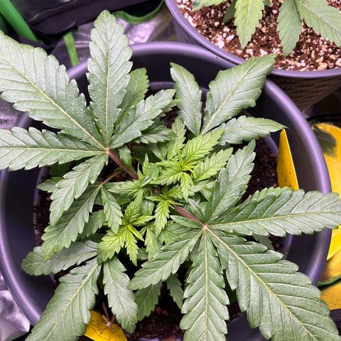 STRAWBERRY COUGH growlog timeline photo