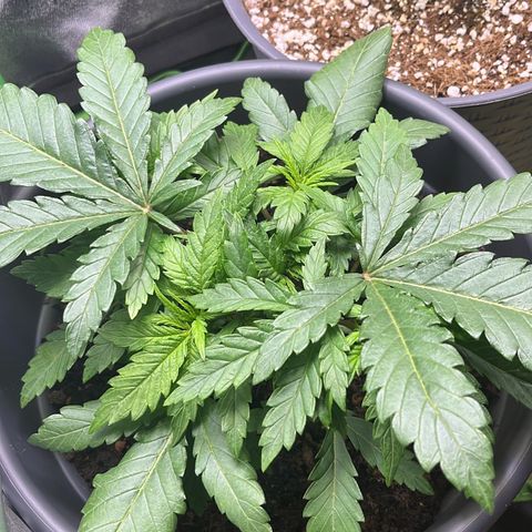STRAWBERRY COUGH growlog timeline photo
