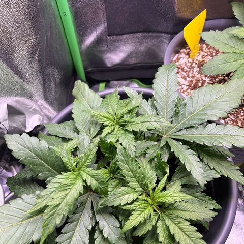 STRAWBERRY COUGH growlog timeline photo