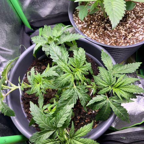 STRAWBERRY COUGH growlog timeline photo