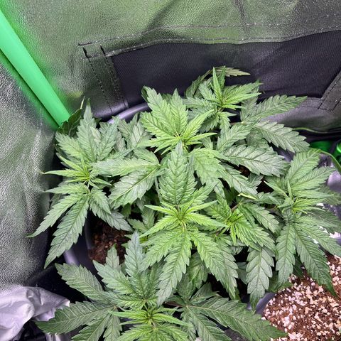 STRAWBERRY COUGH growlog timeline photo