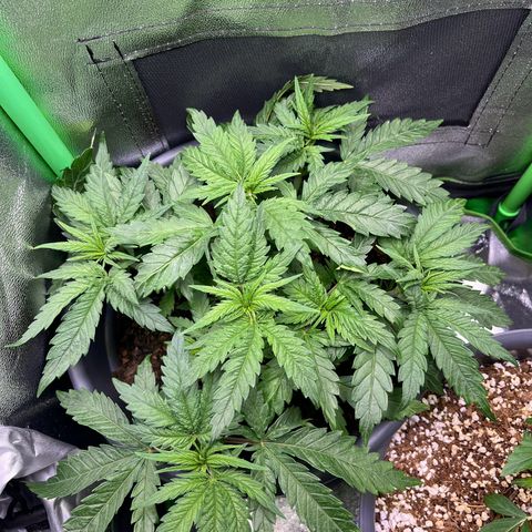 STRAWBERRY COUGH growlog timeline photo