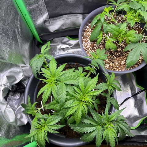 STRAWBERRY COUGH growlog timeline photo