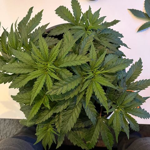 STRAWBERRY COUGH growlog timeline photo
