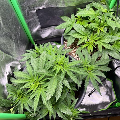 STRAWBERRY COUGH growlog timeline photo