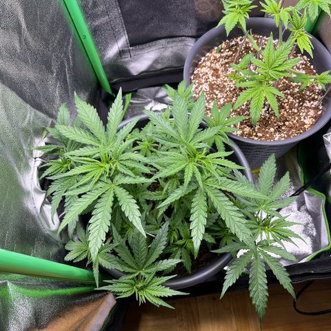 STRAWBERRY COUGH growlog timeline photo