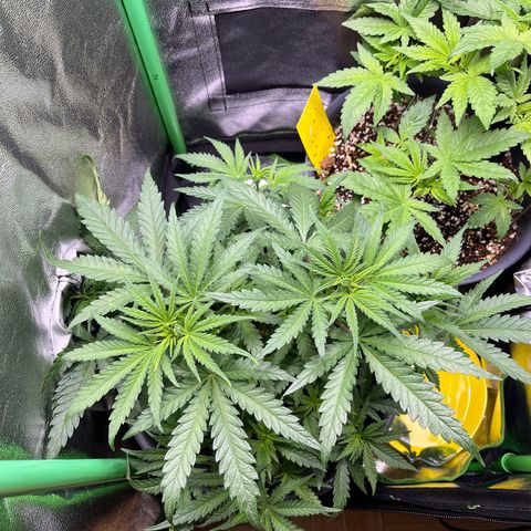 STRAWBERRY COUGH growlog timeline photo