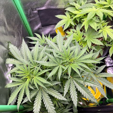 STRAWBERRY COUGH growlog timeline photo