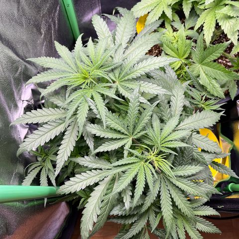 STRAWBERRY COUGH growlog timeline photo