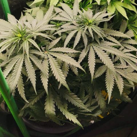 STRAWBERRY COUGH growlog timeline photo