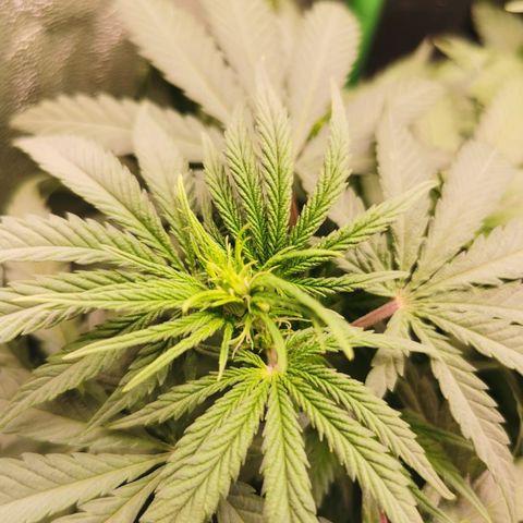 STRAWBERRY COUGH growlog timeline photo
