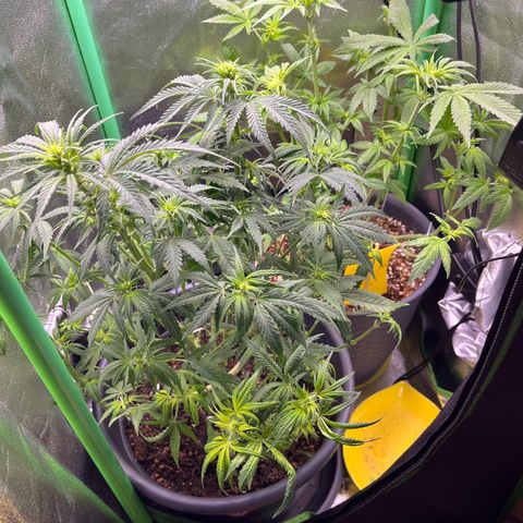 STRAWBERRY COUGH growlog timeline photo