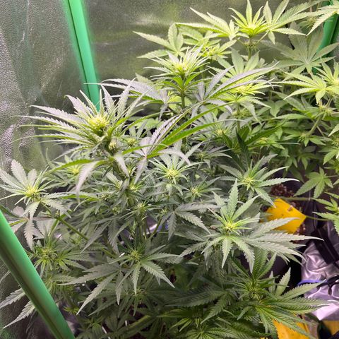 STRAWBERRY COUGH growlog timeline photo