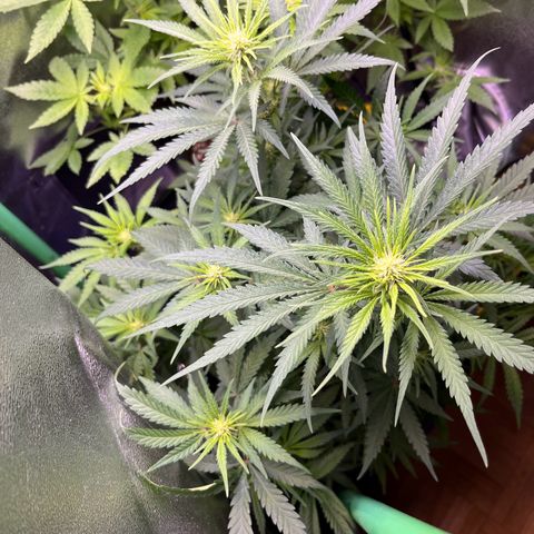 STRAWBERRY COUGH growlog timeline photo