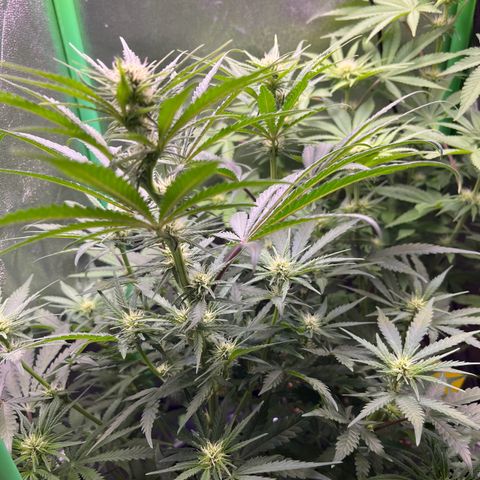 STRAWBERRY COUGH growlog timeline photo
