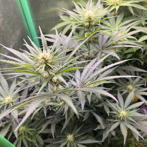 STRAWBERRY COUGH growlog timeline photo