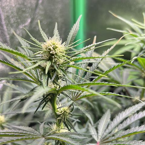 STRAWBERRY COUGH growlog timeline photo