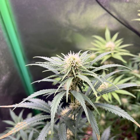 STRAWBERRY COUGH growlog timeline photo