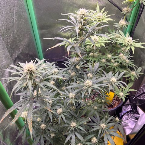 STRAWBERRY COUGH growlog timeline photo