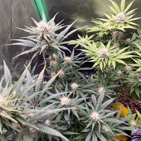 STRAWBERRY COUGH growlog timeline photo