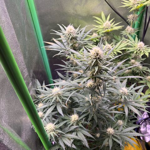 STRAWBERRY COUGH growlog timeline photo