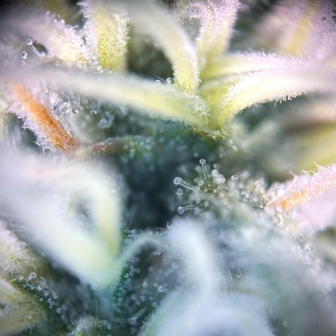 STRAWBERRY COUGH growlog timeline photo