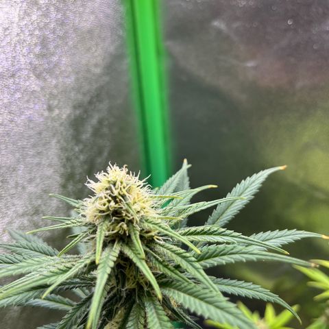 STRAWBERRY COUGH growlog timeline photo