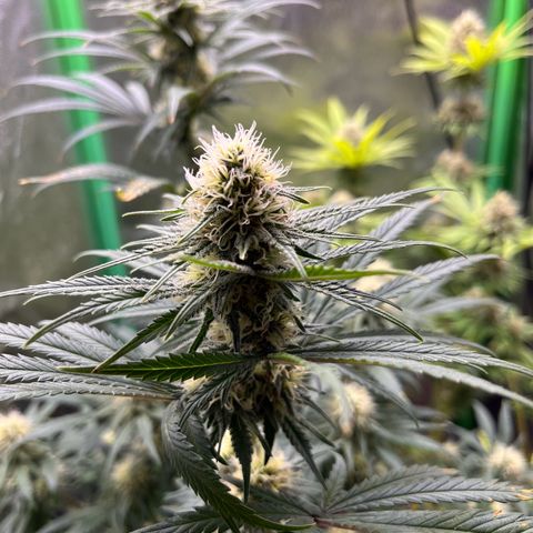STRAWBERRY COUGH growlog timeline photo