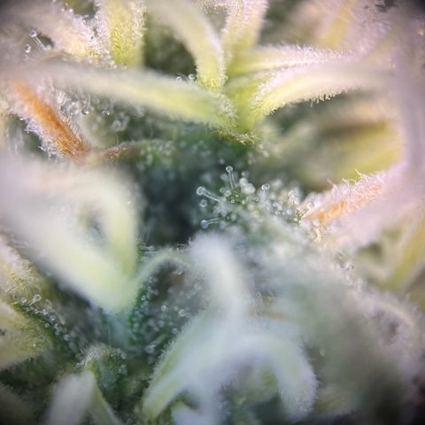 STRAWBERRY COUGH growlog timeline photo