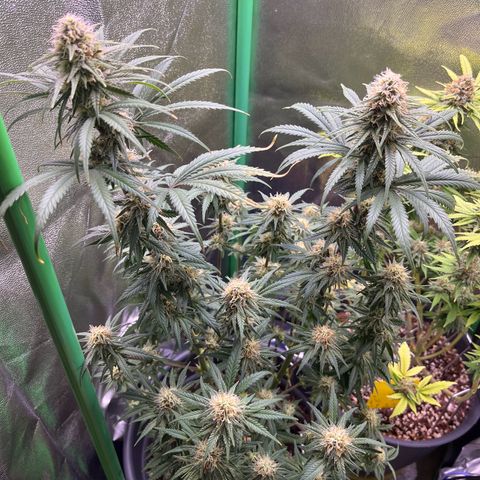 STRAWBERRY COUGH growlog timeline photo