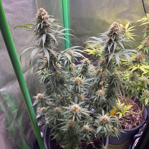 STRAWBERRY COUGH growlog timeline photo