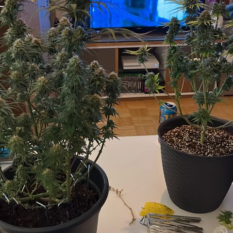 STRAWBERRY COUGH growlog timeline photo