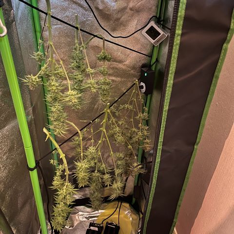 STRAWBERRY COUGH growlog timeline photo
