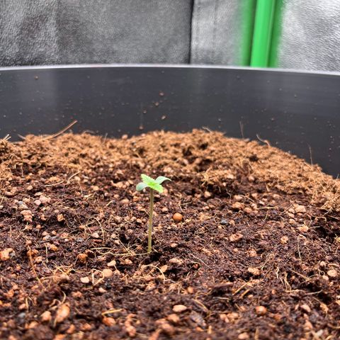 Apple Fritter Automatic growlog timeline photo