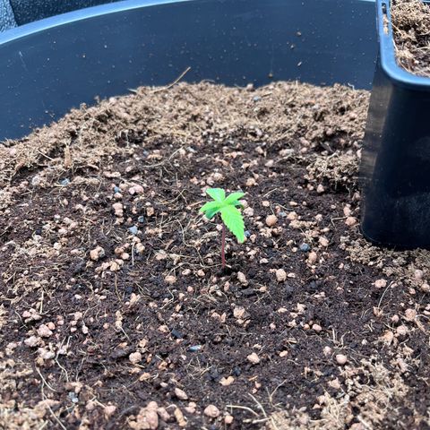 Apple Fritter Automatic growlog timeline photo