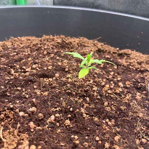 Apple Fritter Automatic growlog timeline photo