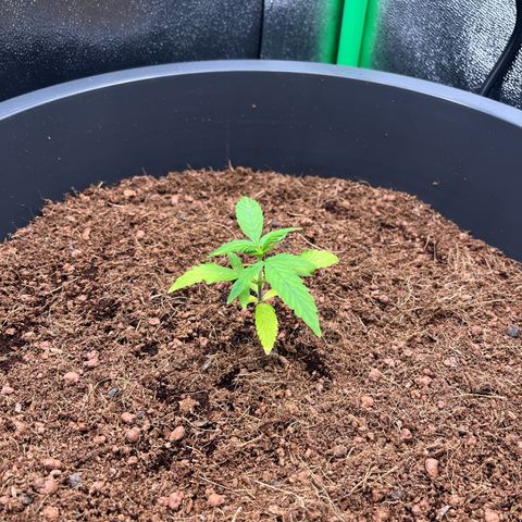Apple Fritter Automatic growlog timeline photo