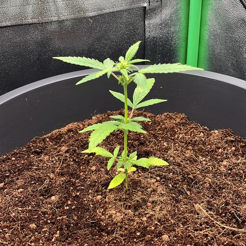 Apple Fritter Automatic growlog timeline photo