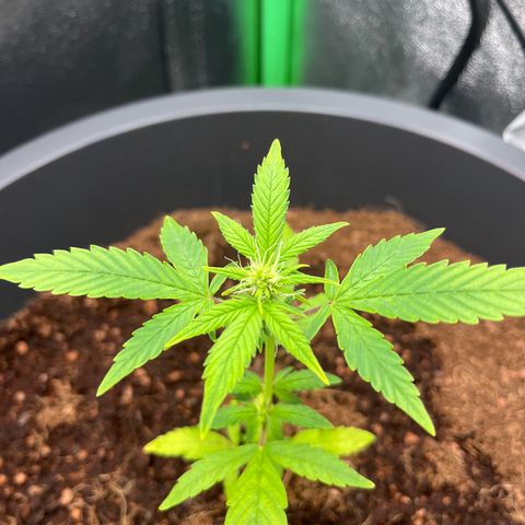 Apple Fritter Automatic growlog timeline photo